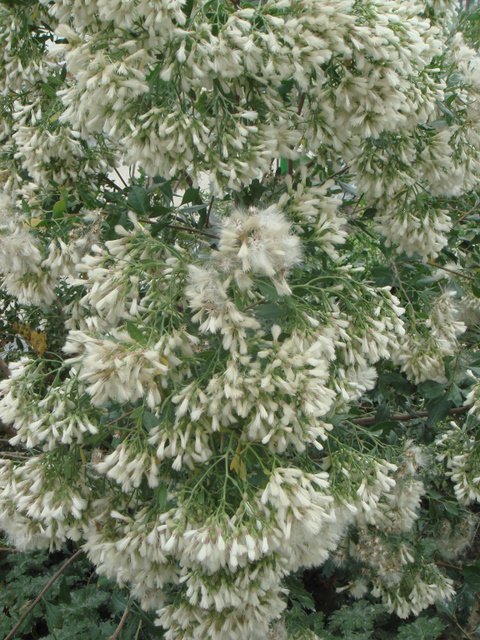 Baccharis halimifolia fruit